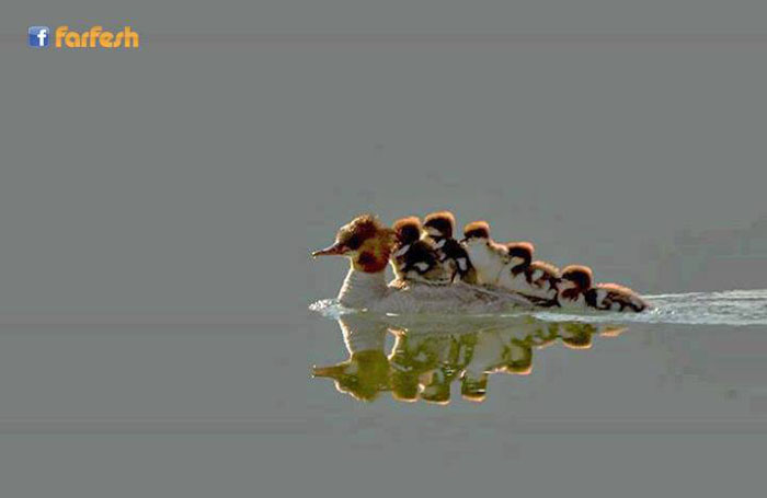 ����� ����