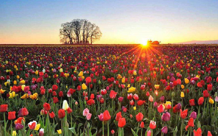 ���� �������� �� ������