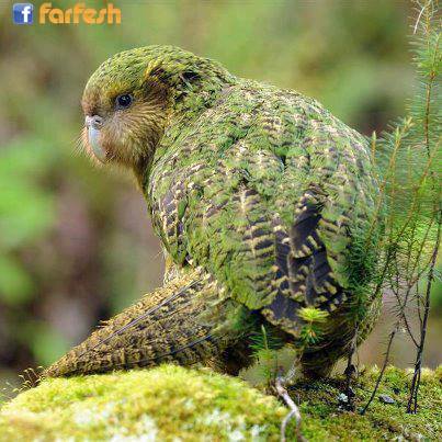 ����� ���� �� ��� ������ ,���� ������� , ����� ����� , ��� ����� ��� ����� �����