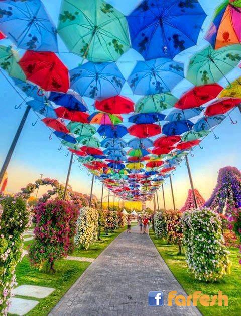 ����� ������ ����� ���