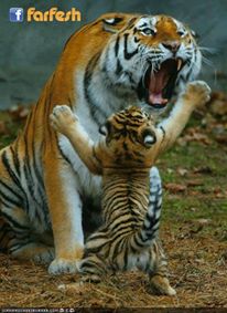 ���� ���� �����