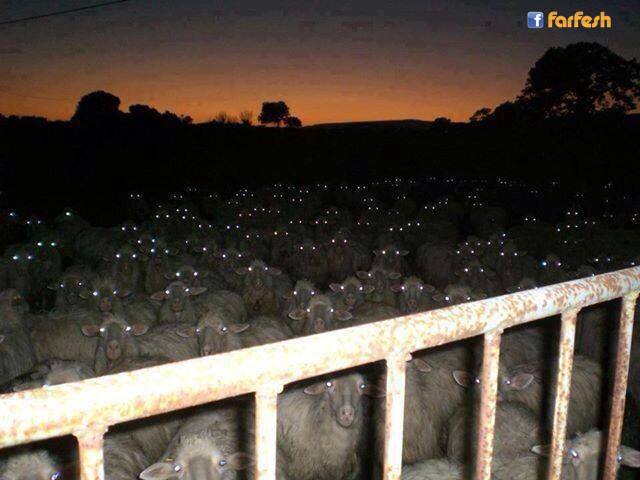 ���� ����� ����� �� ������� ���� ���� �����