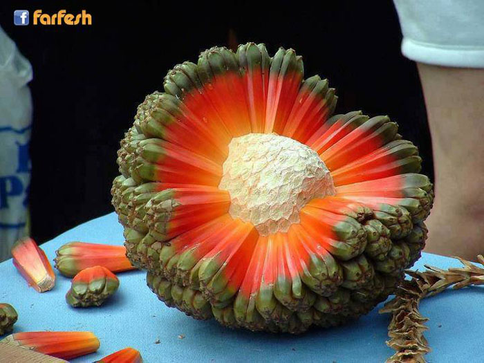 ����� ������ Hala Fruit �� ����� 