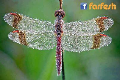 ��� ������ ����� ����� ���� ������� !!