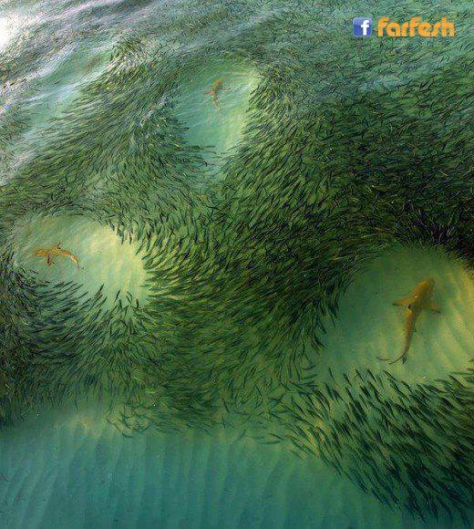 ����� �� ������� ������� ��� ����� �����