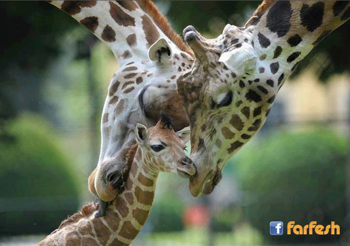 ����� ���� ���� ������ �� ��� �������