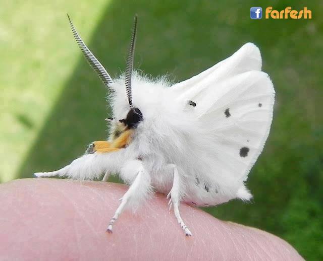 ��� ���� ����� �������� ����� �� Spilosoma virginica