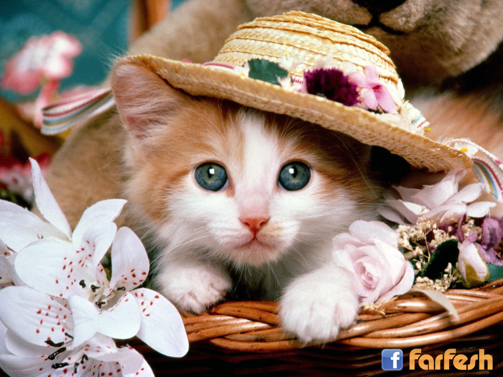 ���� ������� ������� ������