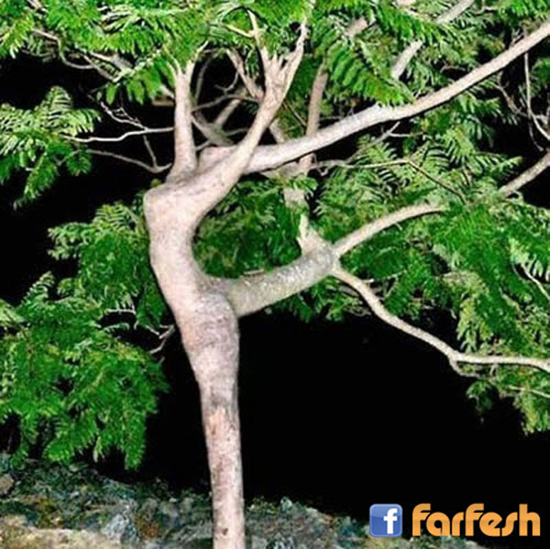 ����� ������ �������