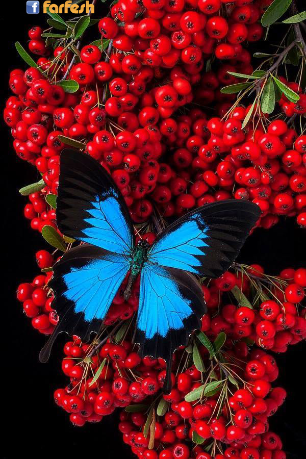 �� ��� ��� ���