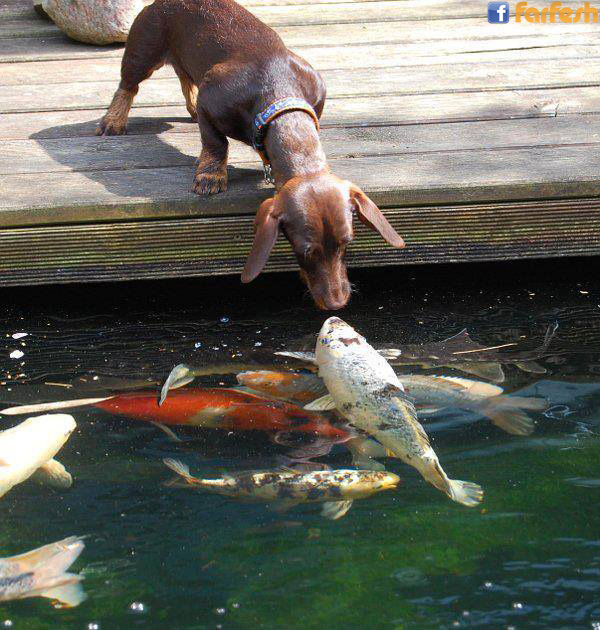 ������ ������� ��� ����