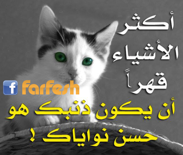 ���� ������� �����