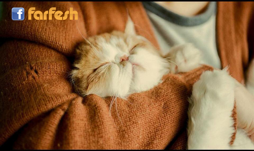 ���� ����� ������� ���� ����� ���� ����� 