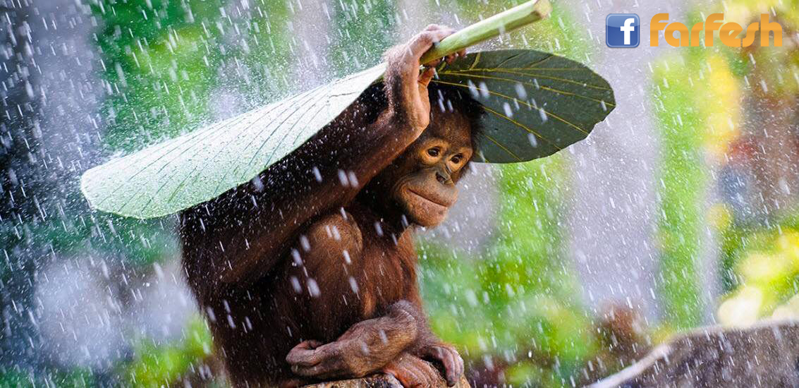 ���� ��� ���� ��� ������