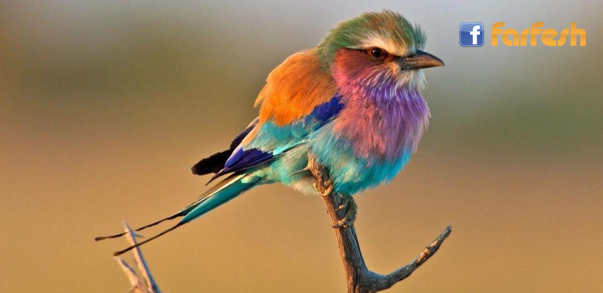 ���� ����