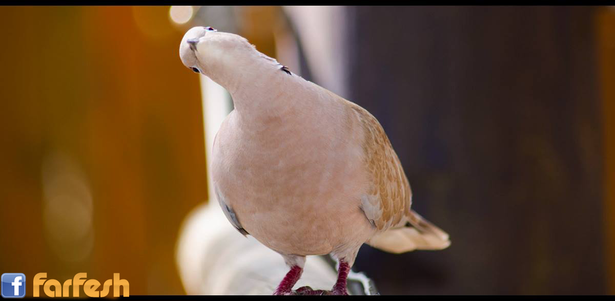 ������ ���� ��� ����� ������ ������� ������ 