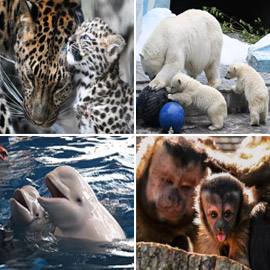 ��� ����� ������ ����� ����� �������