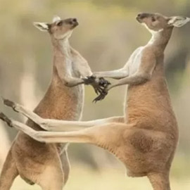 ��� ���� ���� �� ������ �������� ������� ���������