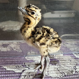 ������.. ��� ���� �� ���� ���� �������� ������� �� ����� (���)