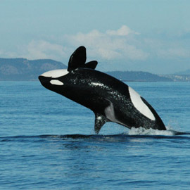 ��� ����� ����� ������ ����� ������... ������ �����