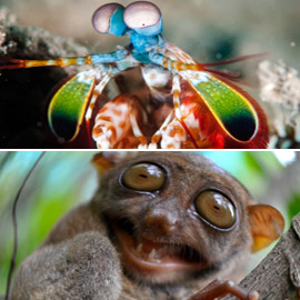 ������: ������ ��� ���� ��������� ������ ���� �� ������