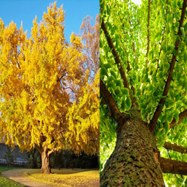 ���� ���� ������ ���� ���� ������� ������