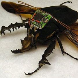 ���� ������� �� ������: ������� �������