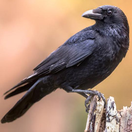 ����� ����� ������ ���� ������ �� ������ ��� �� ������