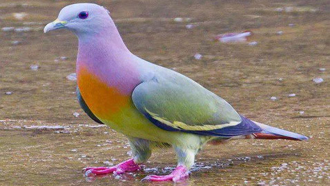 صور الحمام الجذاب تثير جدلا.. يعتقدون أنها مزيفة لجمالها!