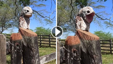 فيديو.. امرأة توثق ظهور الطائر 