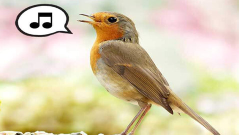 لماذا تغرد الطيور وتزقزق العصافير باكرا؟