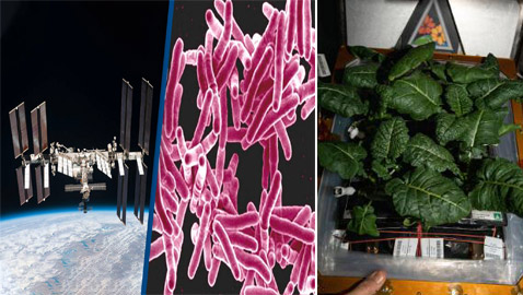 اكتشاف سلالات بكتيريا جديدة قد تساعد على الزراعة في الفضاء!