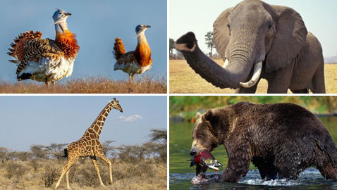 تعرفوا على حيوانات حطمت الأرقام القياسية بأحجامها 