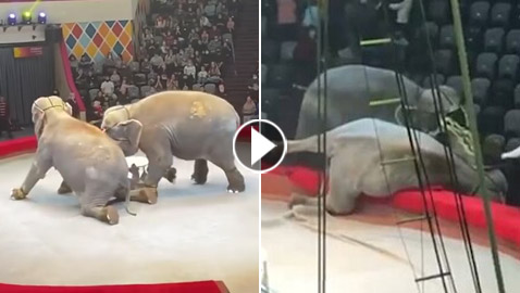 عراك فيلين في سيرك روسي يخرج عن السيطرة! فيديو