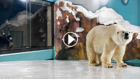 أول دولة بالعالم تُحقق (مناعة القطيع).. ستسمح بزيارتها دون لقاح كورونا