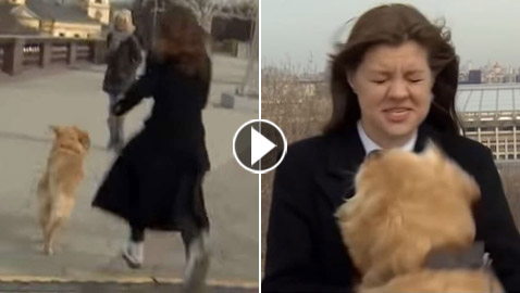 فيديو طريف لكلب يسرق ميكروفون مراسلة روسية.. ركضت خلفه لاستعادته