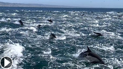 فيديو لمشهد جميل ونادر.. 1000 دلفين تتدافع بجوار قارب سياحي!