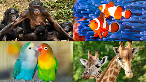 صور: تعرفوا إلى 15 طريقة غريبة مدهشة للتزاوج في عالم الحيوان