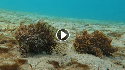 فيديو يوثق أسماك 