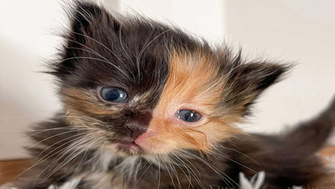 القطة اليتيمة مشمش تخطف الأنظار بلون فرائها النادر! صور