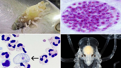 10 طفيليات عجيبة وغريبة ذات طرق مخيفة بالاستيلاء على أجساد مضيفيها