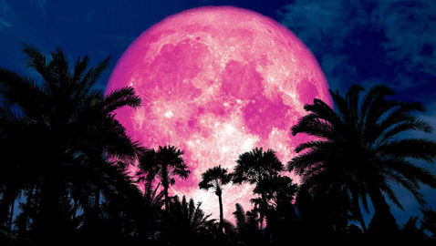 الأرض على موعد مع ظاهرة القمر العملاق الزهري النادرة الأسبوع المقبل
