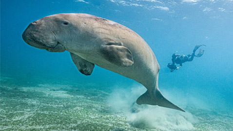 غواص مصري يوثق حياة عروس البحر بأعماق البحر الأحمر.. ما السبب؟