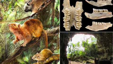 اكتشاف ثلاثة أنواع جديدة من فئران عملاقة جابت الأرض منذ عشرات آلاف السنين!