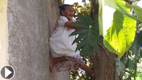 فيديو وصور عجوز مكسيكية (88 عاما) تتسلق الأشجار بلياقة مذهلة لتجني الفاكهة لتبيعها وتقطع الخشب