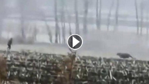 فيديو الهجوم المرعب.. نمر ينقض على رجل ويحطم نافذة سيارة