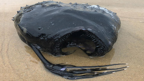 العثور على سمكة (الشيطان الأسود) الغريبة على شاطئ في كاليفورنيا