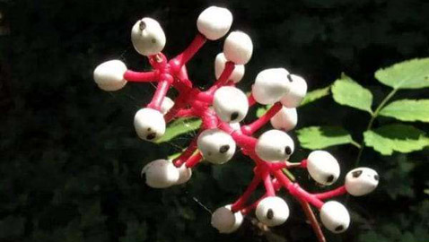 ترقص وتأكل الفئران.. أغرب 10 نباتات على سطح الأرض