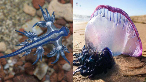 بالصور: تعرفوا إلى أخطر الكائنات البحرية التي يمكن رؤيتها على الشواطئ