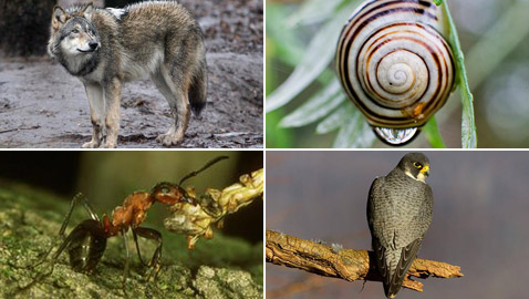 المطر نعمة على بعض الكائنات الحية ونقمة على بعضها الآخر!